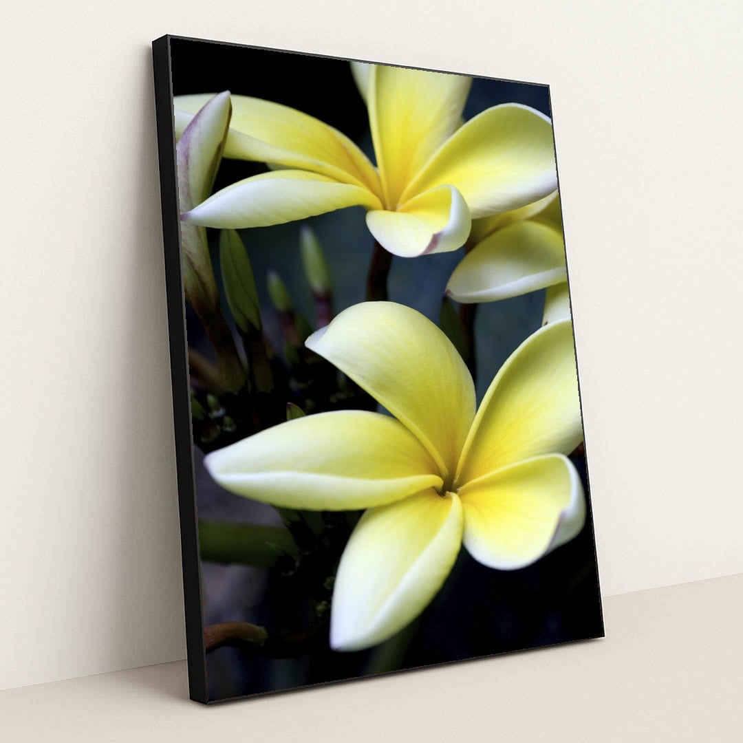 Close-Up of Yellow Plumeria Blossoms by Pedro Gutierrez - Black Frame Stretchiez