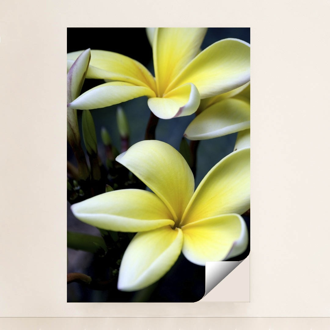 Close-Up of Yellow Plumeria Blossoms by Pedro Gutierrez - Peeliez