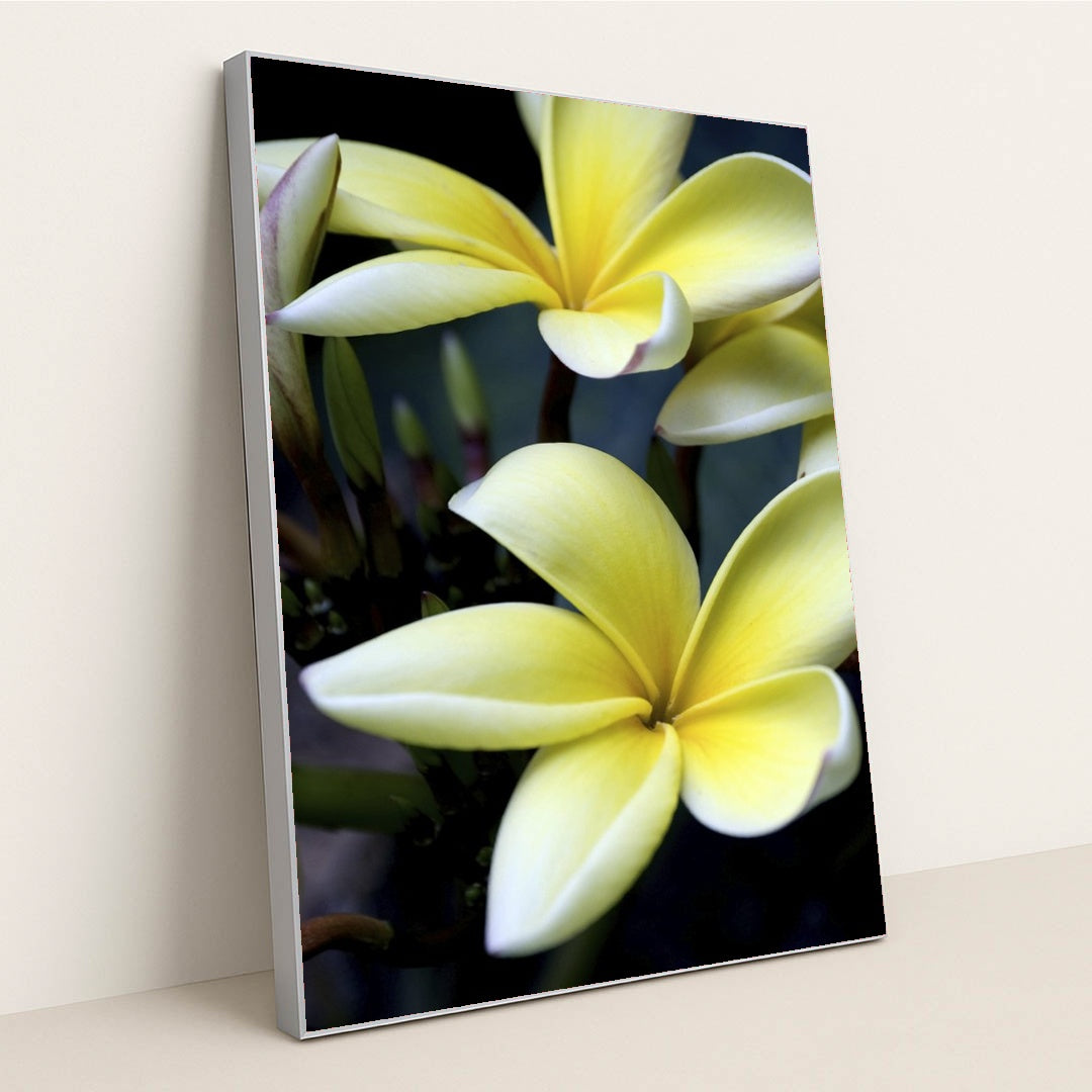 Close-Up of Yellow Plumeria Blossoms by Pedro Gutierrez - Silver Frame Stretchiez