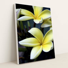 Close-Up of Yellow Plumeria Blossoms by Pedro Gutierrez - White Frame Stretchiez