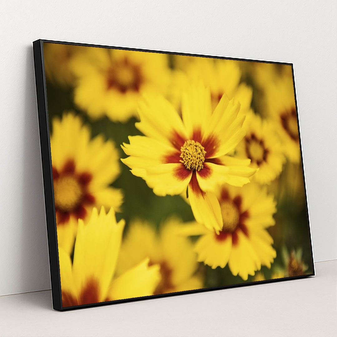 Vibrant Coreopsis in Bloom by Kat Smith - Black Frame Stretchiez