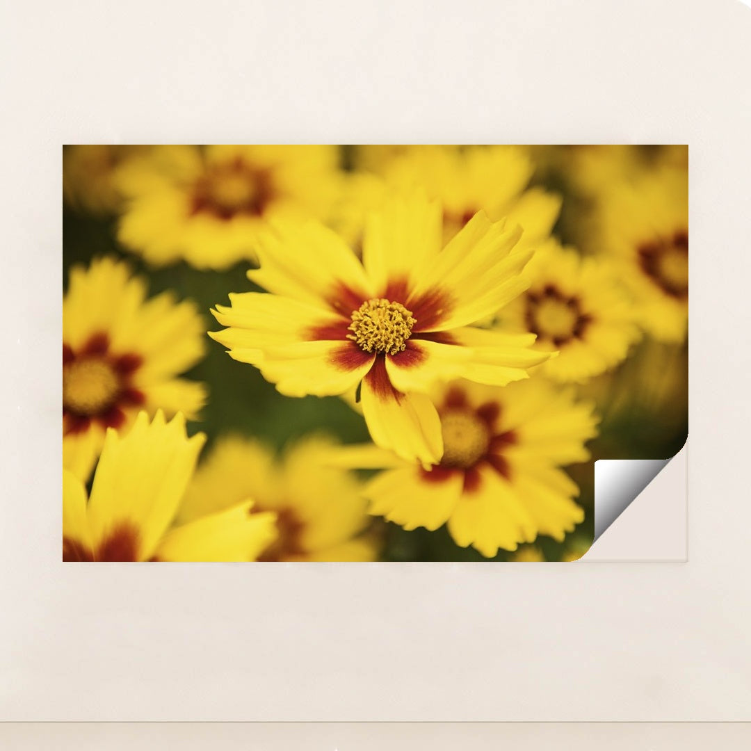 Vibrant Coreopsis in Bloom by Kat Smith - Peeliez