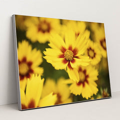 Vibrant Coreopsis in Bloom by Kat Smith - Silver Frame Stretchiez