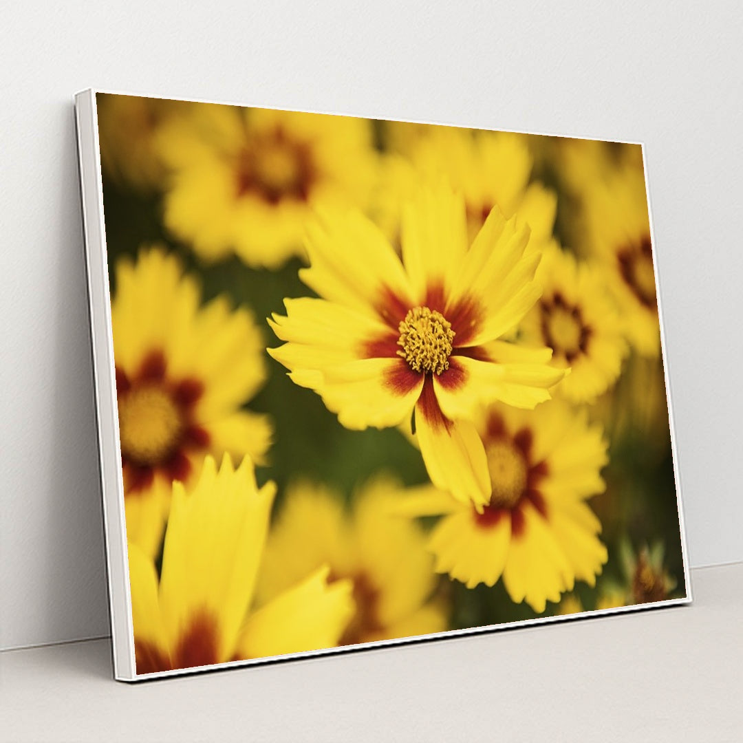 Vibrant Coreopsis in Bloom by Kat Smith - White Frame Stretchiez