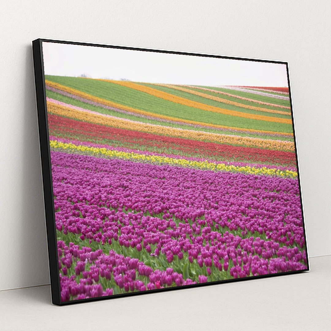 Vibrant Tulip Fields in Spring by Siegfried Poepperl - Black Frame Stretchiez