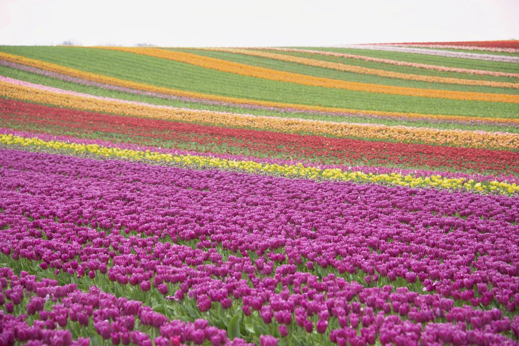 Vibrant Tulip Fields in Spring by Siegfried Poepperl