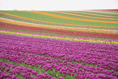 Vibrant Tulip Fields in Spring by Siegfried Poepperl