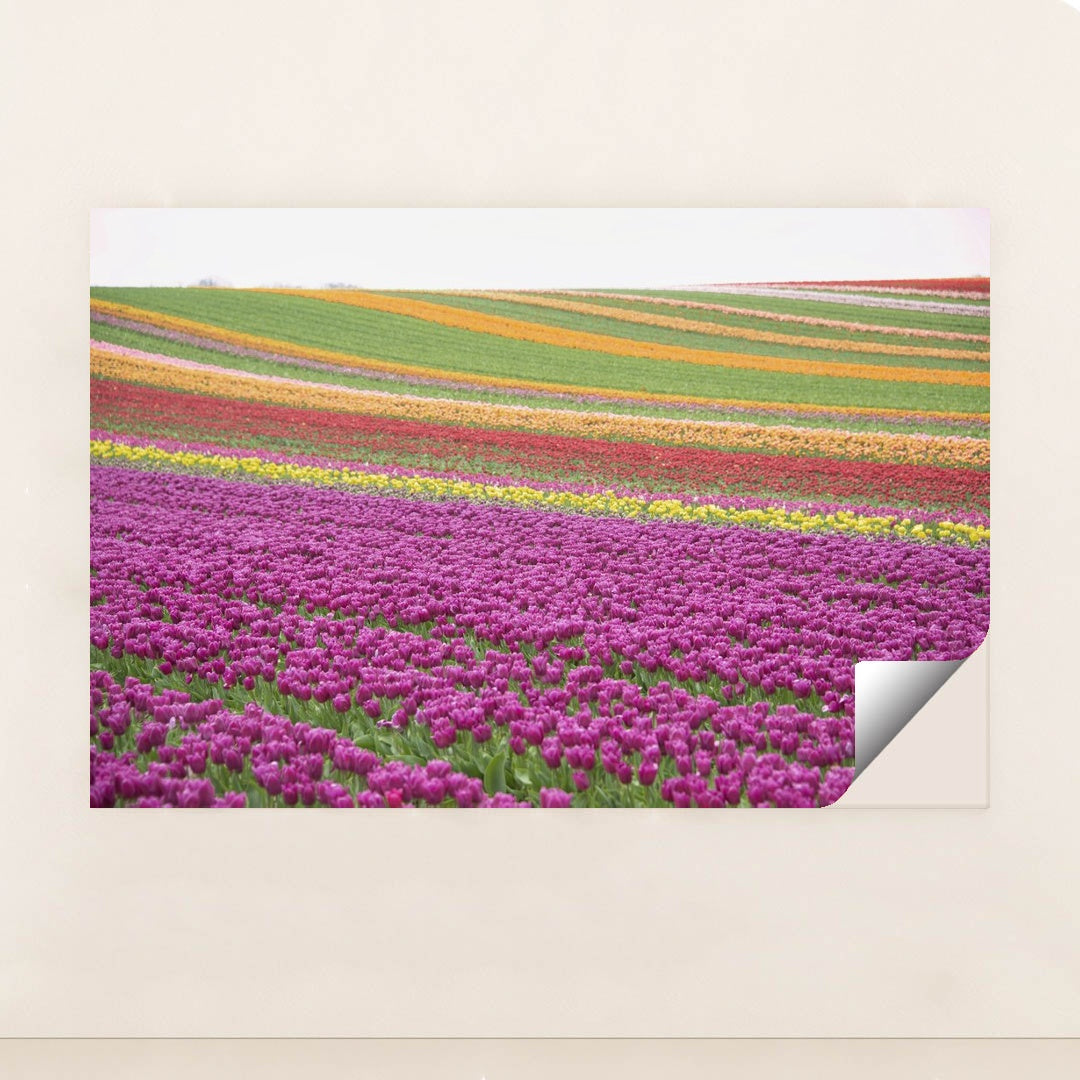 Vibrant Tulip Fields in Spring by Siegfried Poepperl - Peeliez