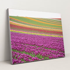 Vibrant Tulip Fields in Spring by Siegfried Poepperl - Silver Frame Stretchiez