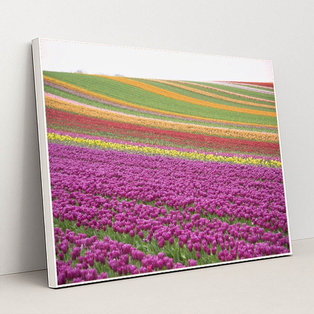 Vibrant Tulip Fields in Spring by Siegfried Poepperl - White Frame Stretchiez