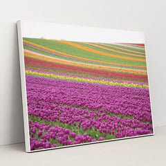 Vibrant Tulip Fields in Spring by Siegfried Poepperl - White Frame Stretchiez