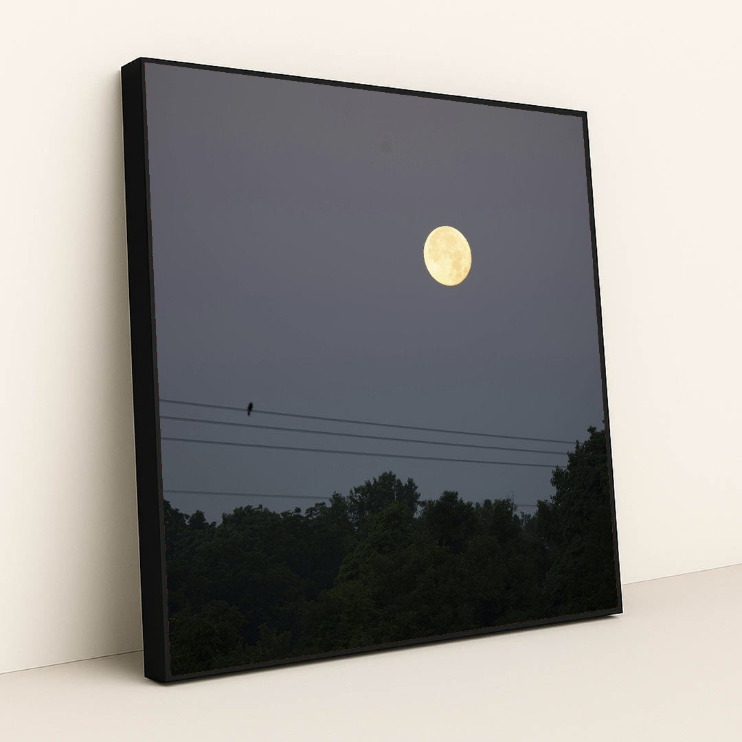 Moonlit Night in Minnesota by Tom Fisk - Black Frame Stretchiez