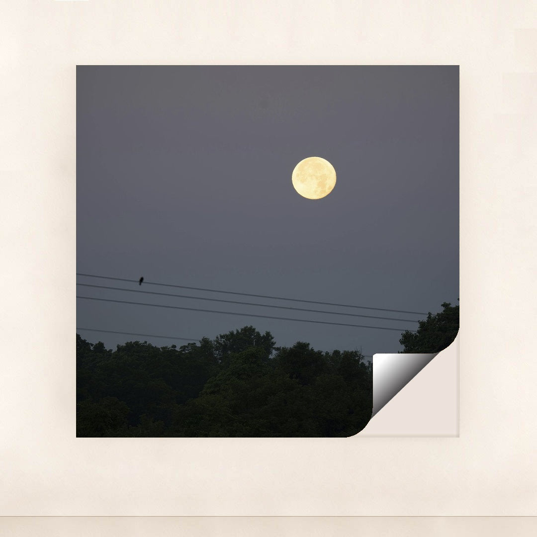 Moonlit Night in Minnesota by Tom Fisk - Peeliez
