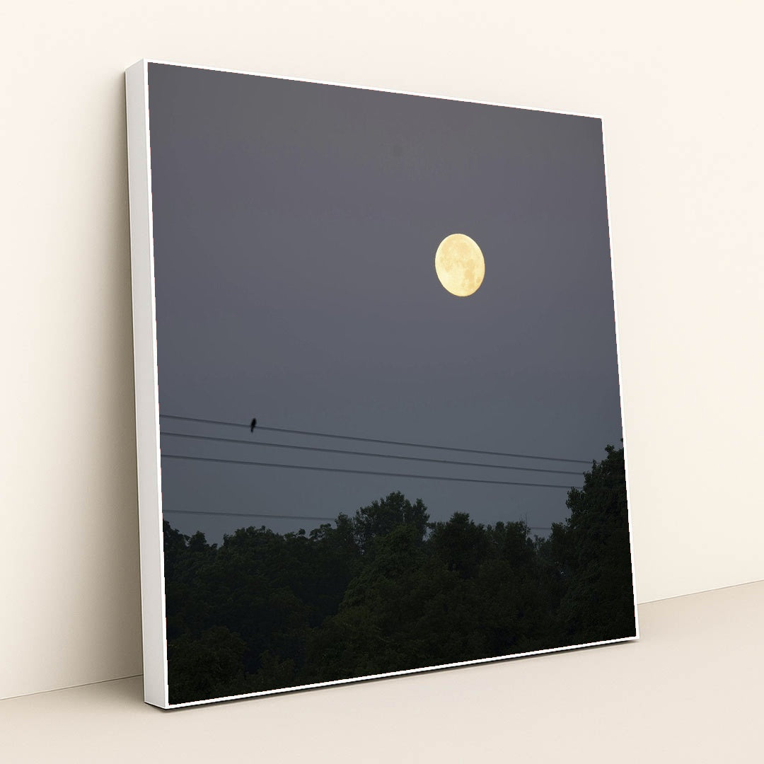 Moonlit Night in Minnesota by Tom Fisk - White Frame Stretchiez