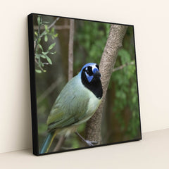 Vibrant Green Jay in Natural Setting by Yufan Jiang - Black Frame Stretchiez