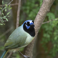 Vibrant Green Jay in Natural Setting by Yufan Jiang