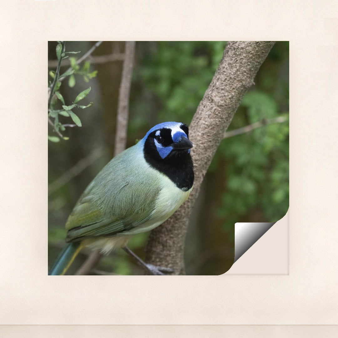 Vibrant Green Jay in Natural Setting by Yufan Jiang - Peeliez