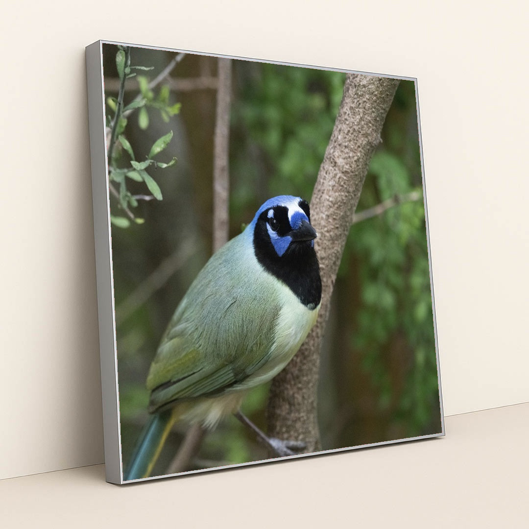 Vibrant Green Jay in Natural Setting by Yufan Jiang - Silver Frame Stretchiez