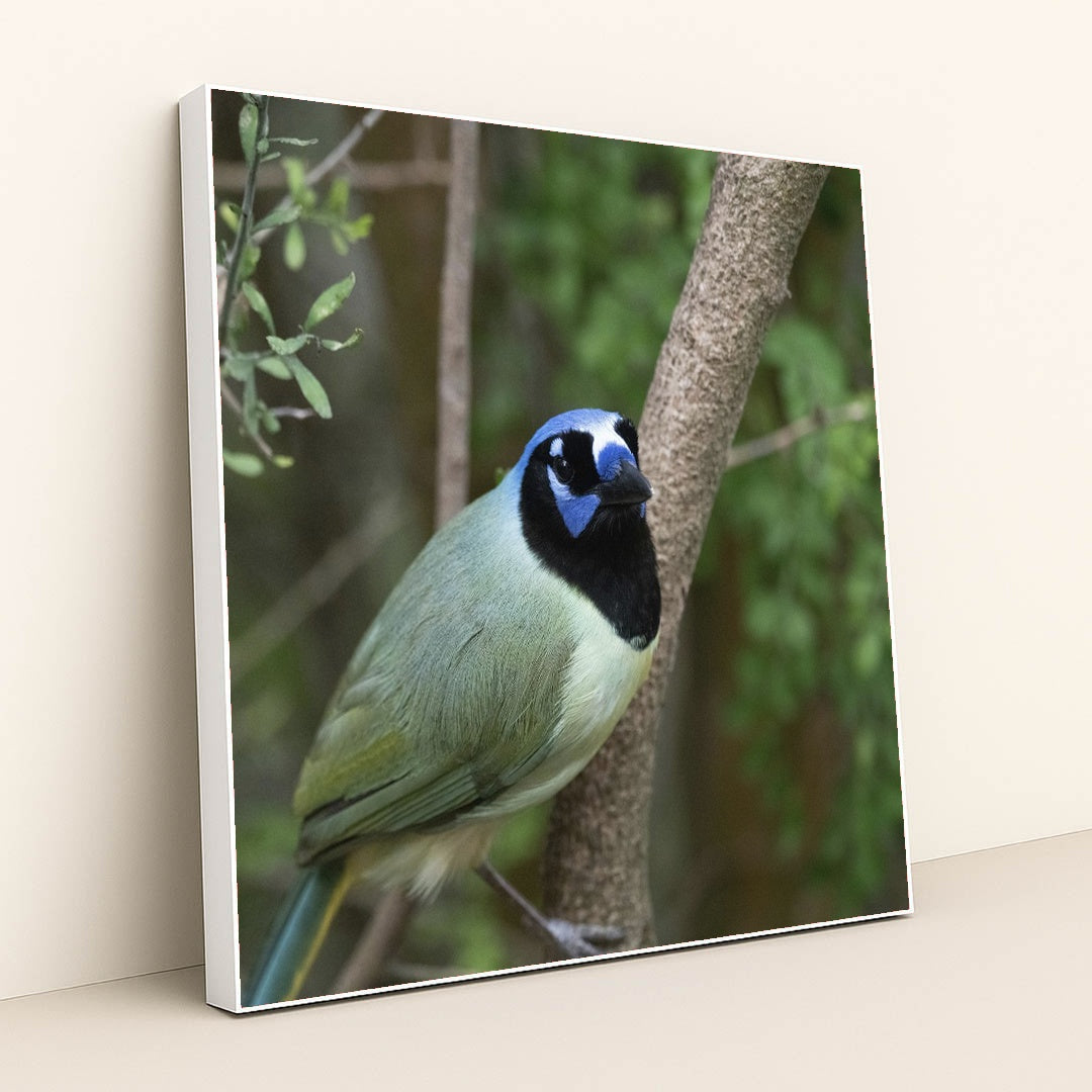 Vibrant Green Jay in Natural Setting by Yufan Jiang - White Frame Stretchiez