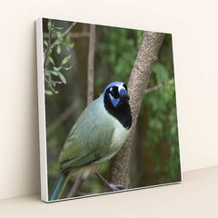 Vibrant Green Jay in Natural Setting by Yufan Jiang - White Frame Stretchiez