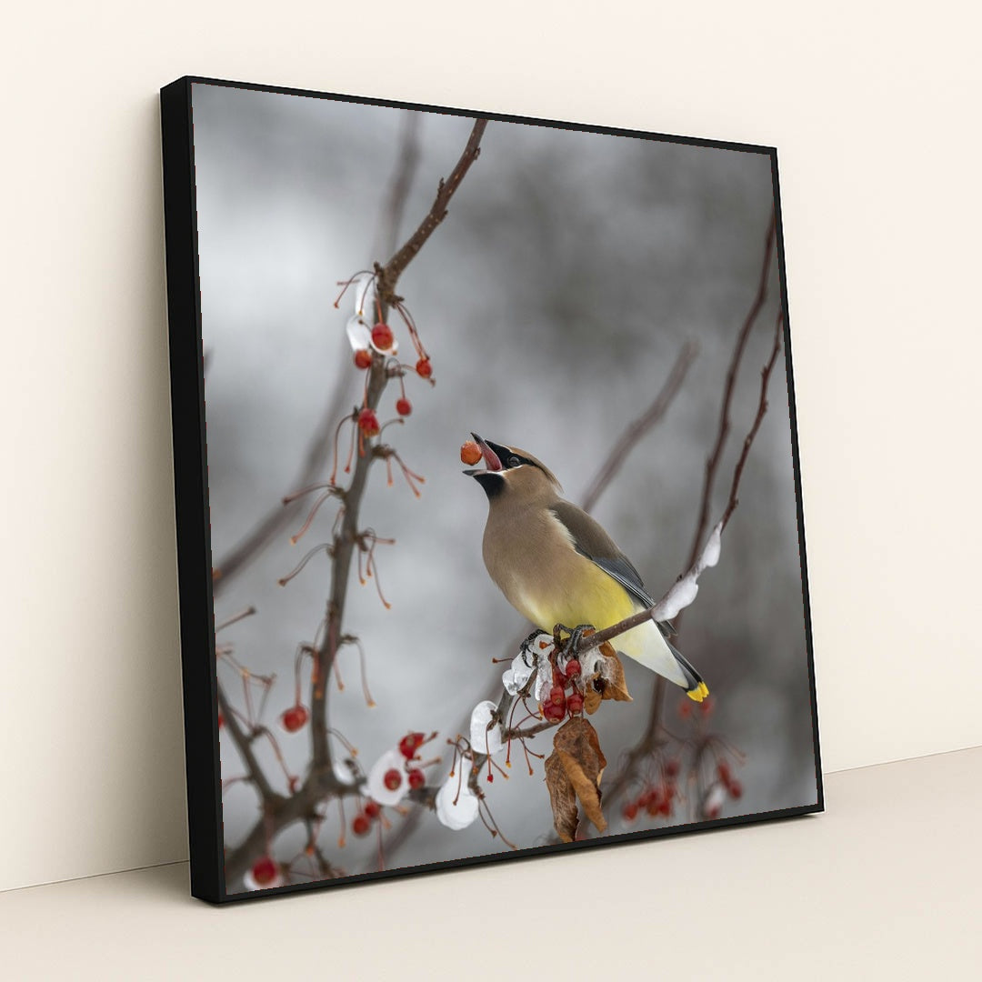 Cedar Waxwing in Winter Wonderland by Skyler Ewing - Black Frame Stretchiez