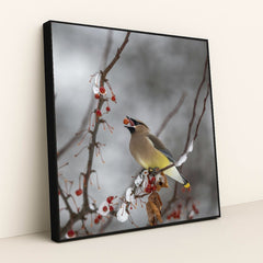 Cedar Waxwing in Winter Wonderland by Skyler Ewing - Black Frame Stretchiez