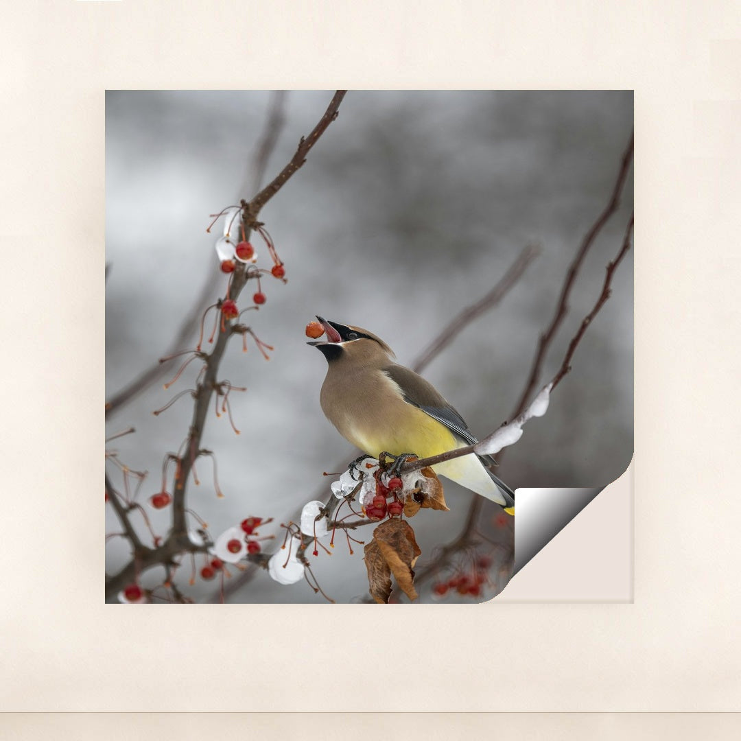 Cedar Waxwing in Winter Wonderland by Skyler Ewing - Peeliez