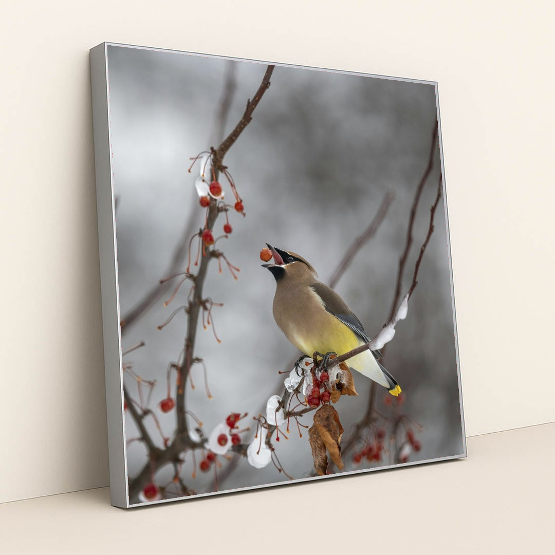 Cedar Waxwing in Winter Wonderland by Skyler Ewing - Silver Frame Stretchiez