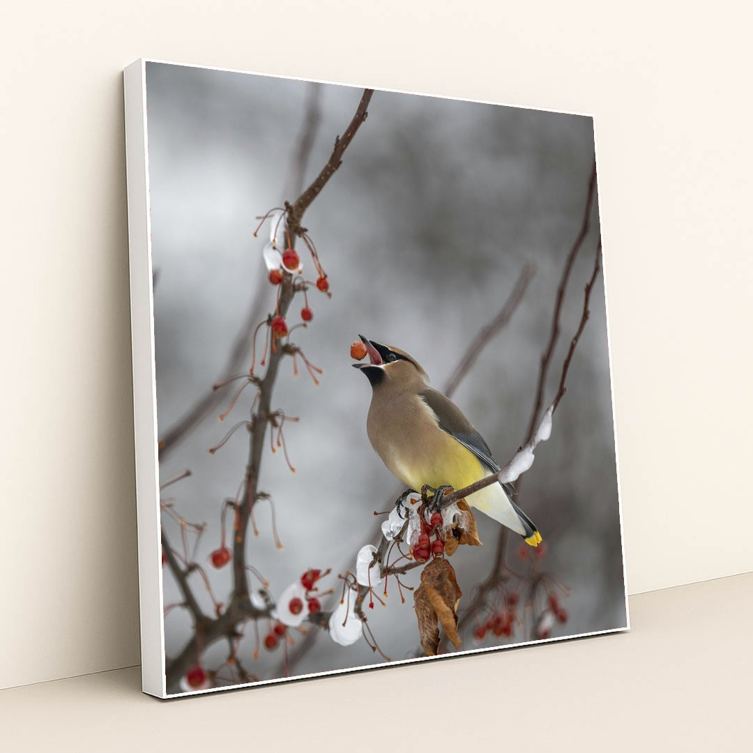 Cedar Waxwing in Winter Wonderland by Skyler Ewing - White Frame Stretchiez
