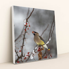 Cedar Waxwing in Winter Wonderland by Skyler Ewing - White Frame Stretchiez