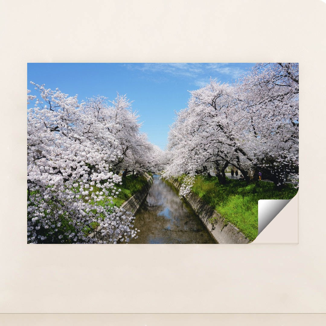 Cherry Blossoms by the Stream by Dũng Eric - Peeliez