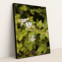 Delicate White Flowers in Spring by Kathrine Birch - Black Frame Stretchiez