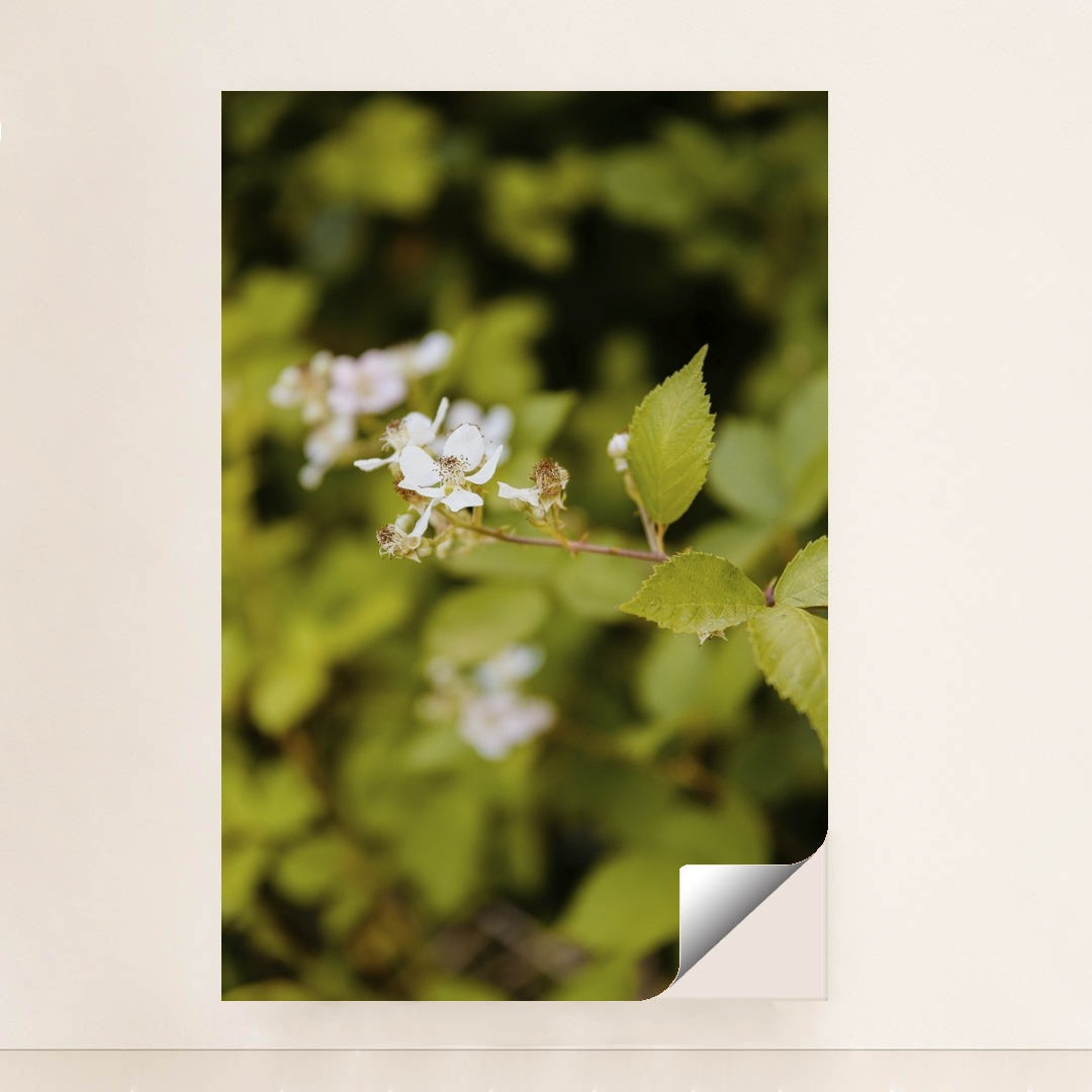 Delicate White Flowers in Spring by Kathrine Birch - Peeliez