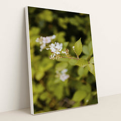 Delicate White Flowers in Spring by Kathrine Birch - White Frame Stretchiez