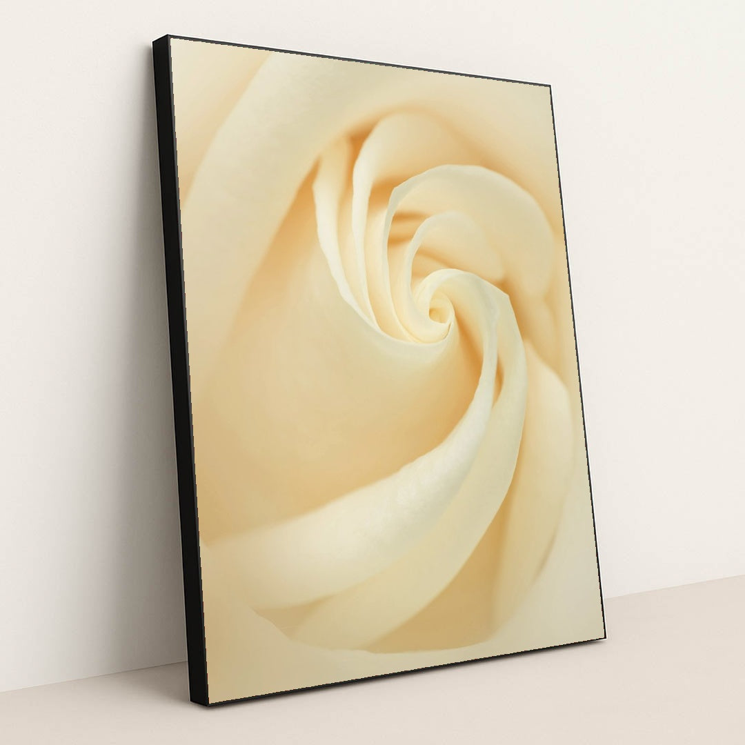 Elegance of a White Rose by Skyler Ewing - Black Frame Stretchiez