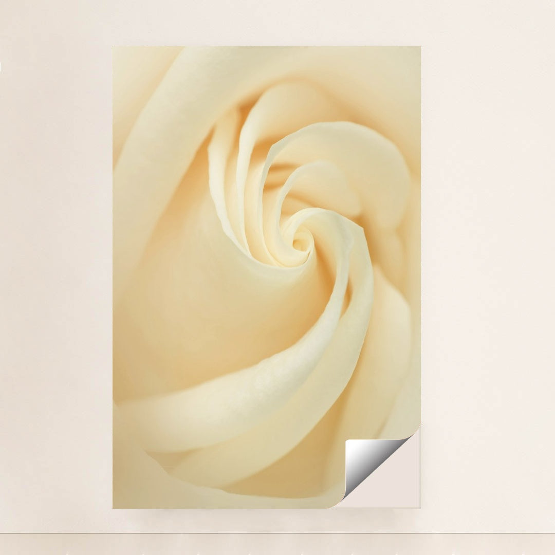 Elegance of a White Rose by Skyler Ewing - Peeliez