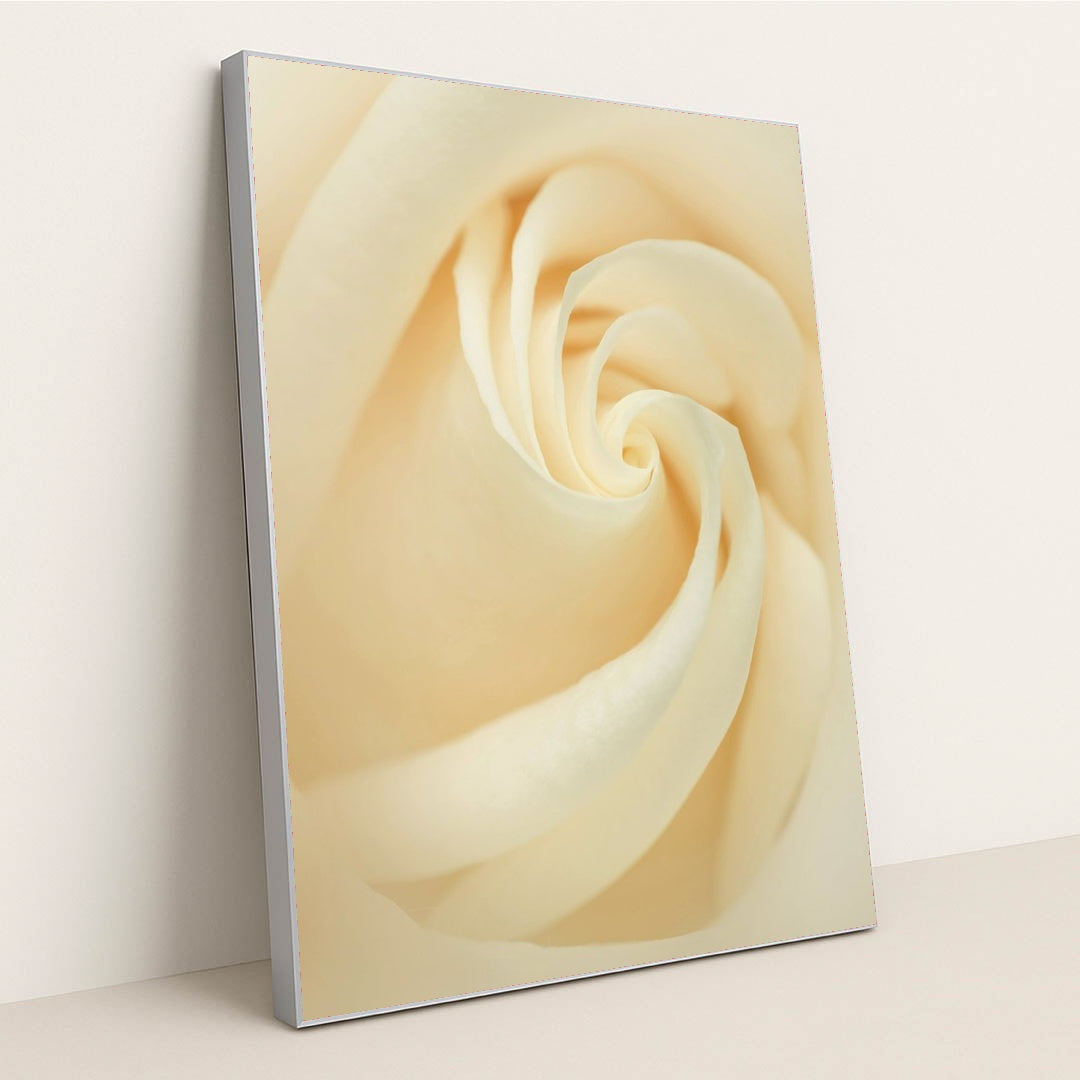 Elegance of a White Rose by Skyler Ewing - Silver Frame Stretchiez