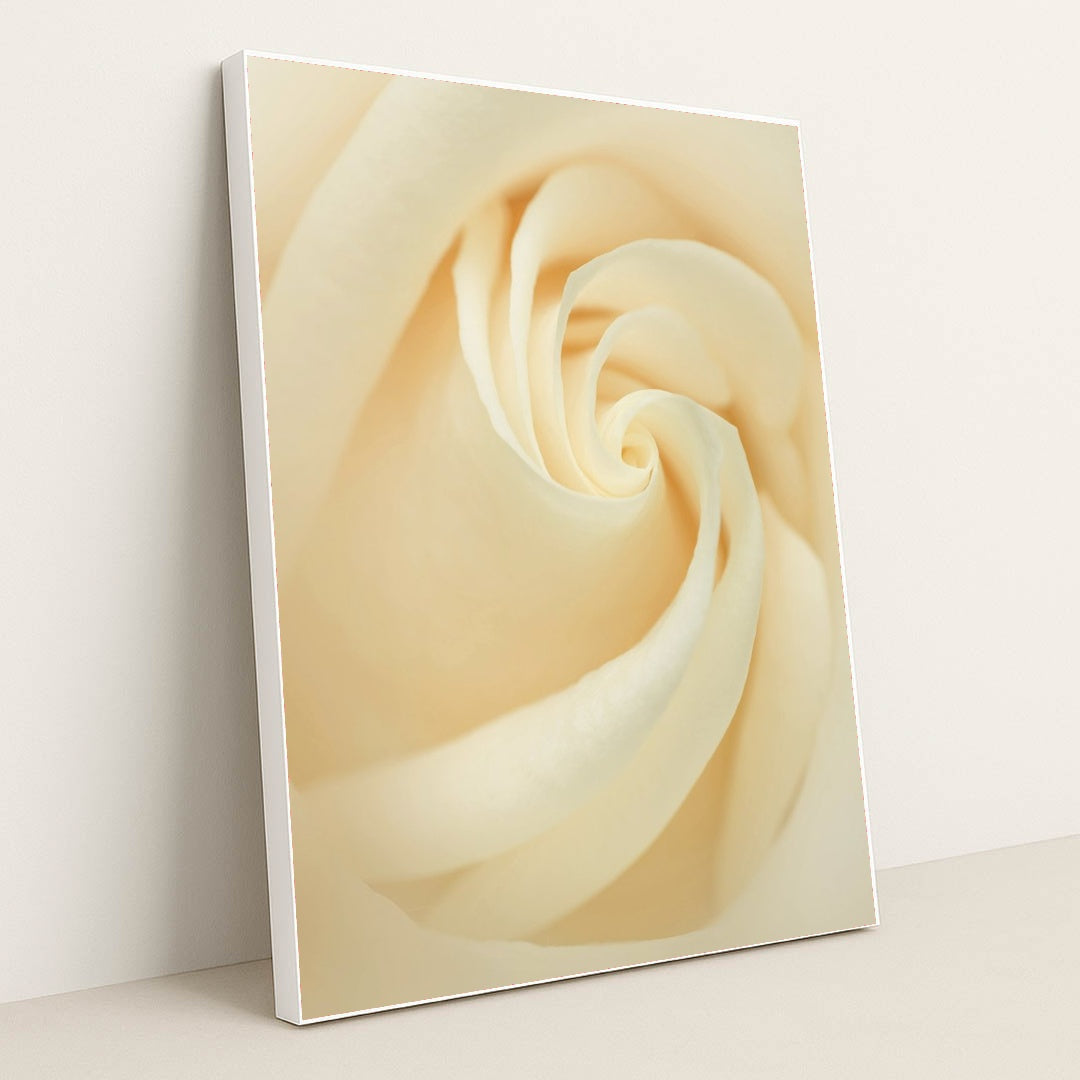 Elegance of a White Rose by Skyler Ewing - White Frame Stretchiez