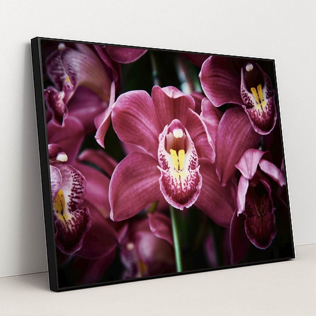 Enchanting Pink Cymbidium Orchids by Suki Lee - Black Frame Stretchiez