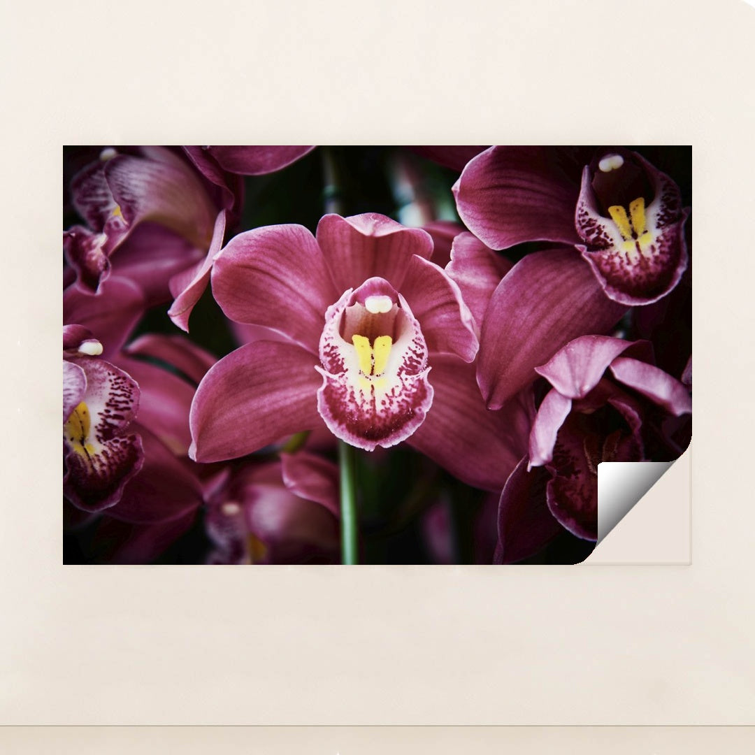 Enchanting Pink Cymbidium Orchids by Suki Lee - Peeliez