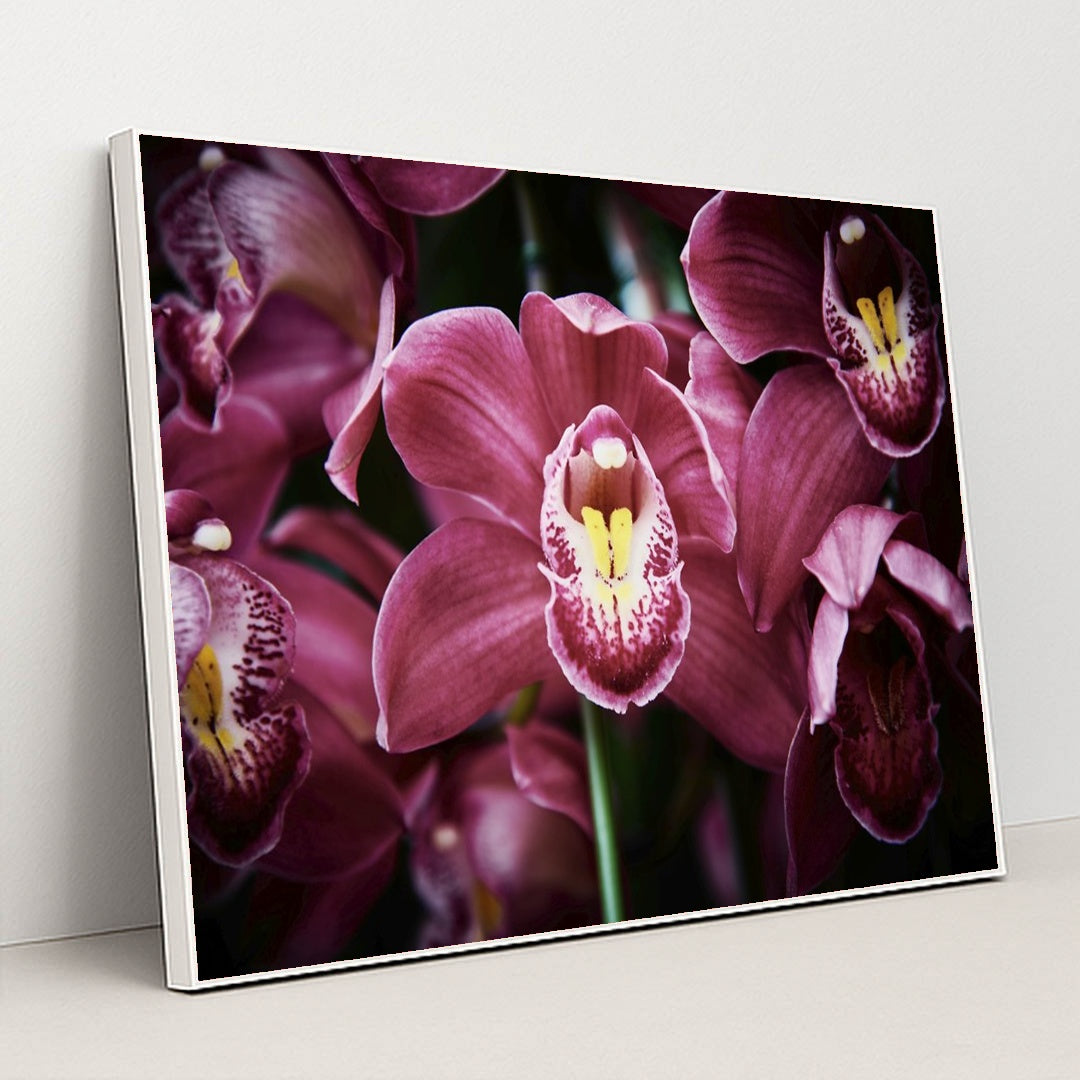 Enchanting Pink Cymbidium Orchids by Suki Lee - White Frame Stretchiez