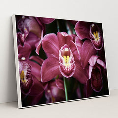 Enchanting Pink Cymbidium Orchids by Suki Lee - White Frame Stretchiez