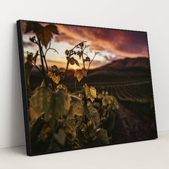 Golden Sunset Over Santa Maria Vineyard by Tim Mossholder - Black Frame Stretchiez