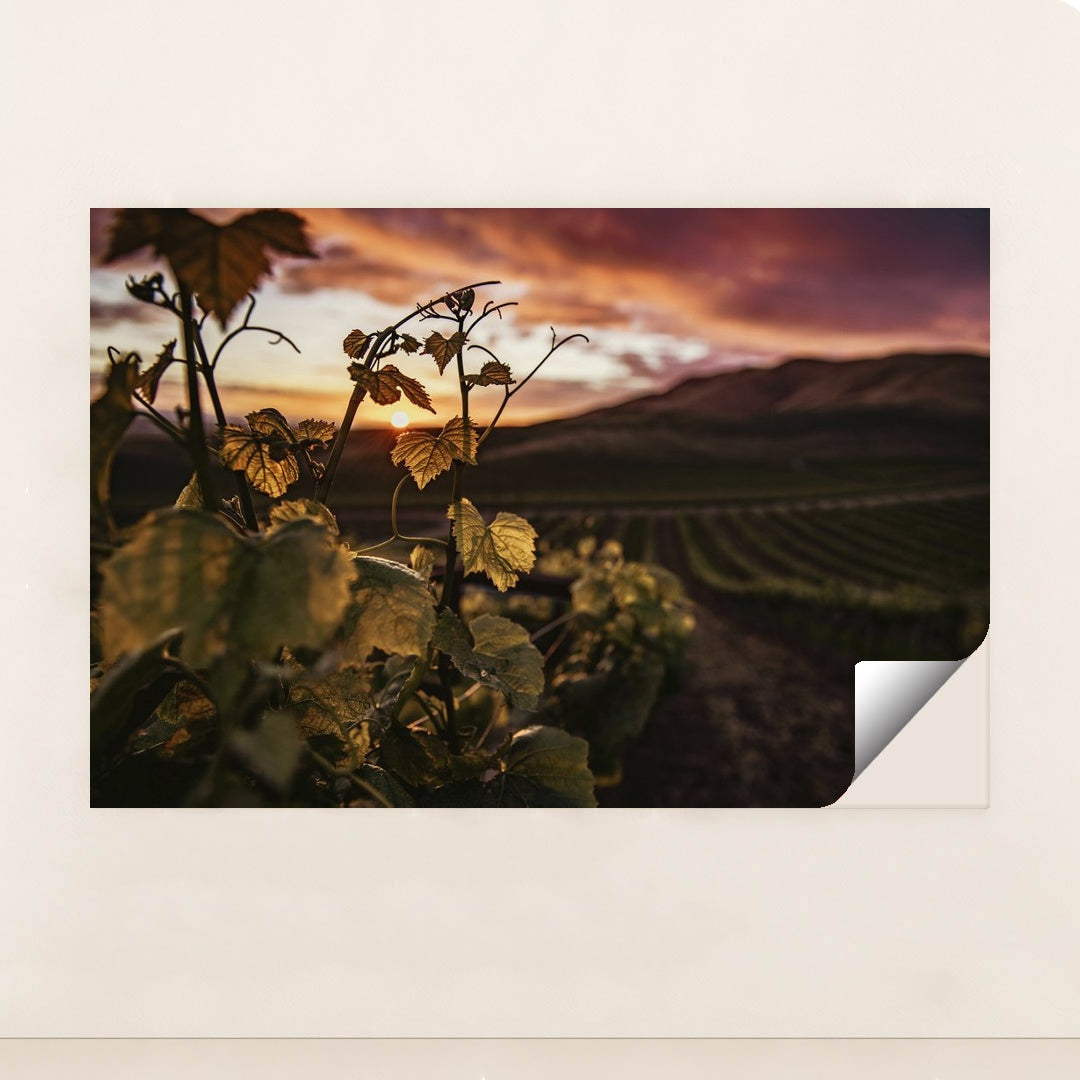 Golden Sunset Over Santa Maria Vineyard by Tim Mossholder - Peeliez