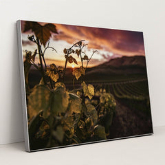 Golden Sunset Over Santa Maria Vineyard by Tim Mossholder - Silver Frame Stretchiez