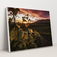 Golden Sunset Over Santa Maria Vineyard by Tim Mossholder - White Frame Stretchiez