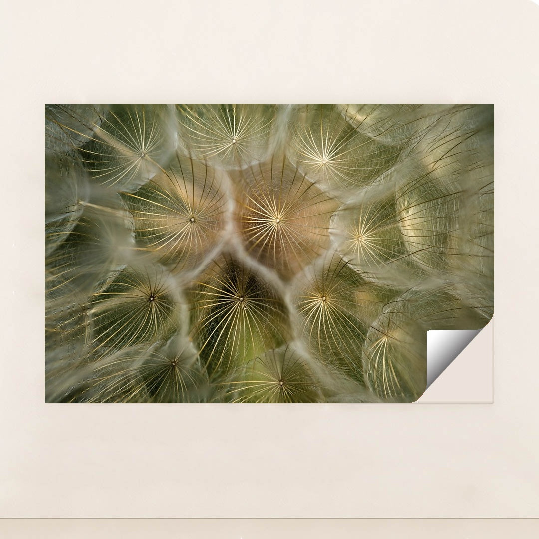 Intricate Dandelion Seed Close-Up by Dave Love - Peeliez