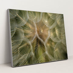 Intricate Dandelion Seed Close-Up by Dave Love - Silver Frame Stretchiez