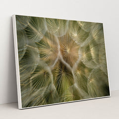 Intricate Dandelion Seed Close-Up by Dave Love - White Frame Stretchiez