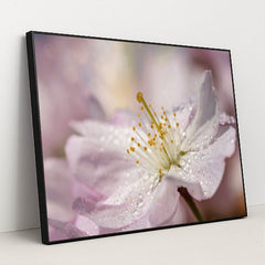 Close-Up of Pink Cherry Blossom with Raindrops by Susanne Jutzeler, suju-foto - Black Frame Stretchiez